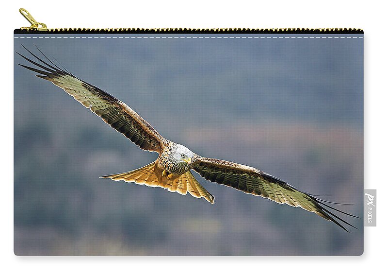 Accipitridae Zip Pouch featuring the photograph Bird of Prey by Grant Glendinning