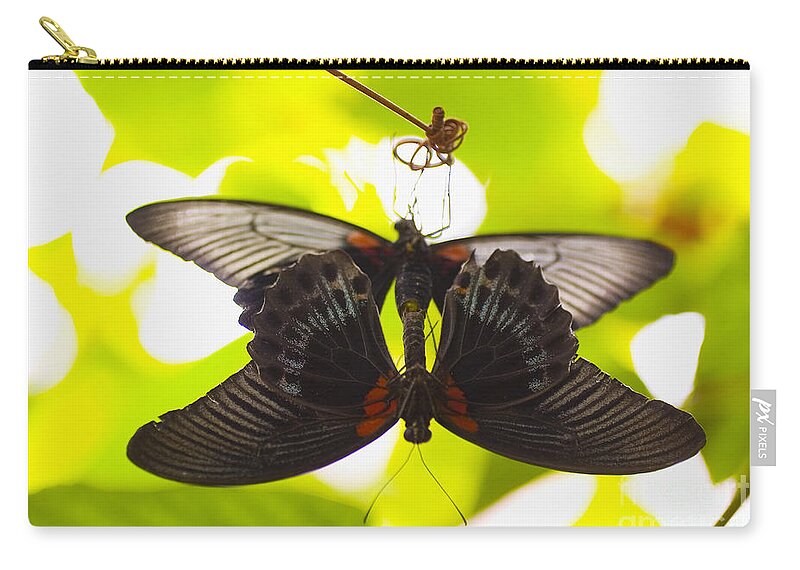 16-pfs0083 Zip Pouch featuring the photograph Black And Red Butterflies by Tomas del Amo - Printscapes