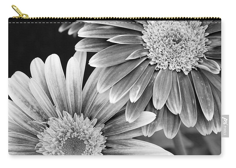 Flower Zip Pouch featuring the photograph Black and White Gerber Daisies 3 by Amy Fose