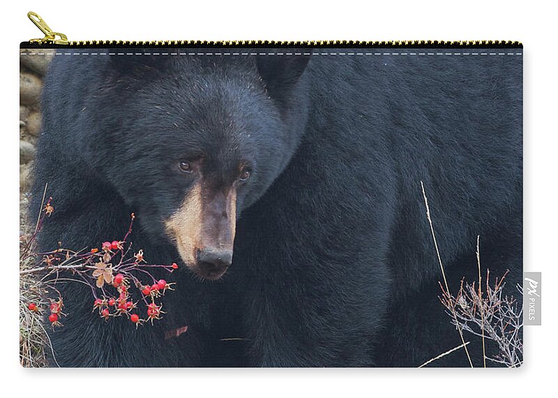 Mark Miller Photos Carry-all Pouch featuring the photograph Black Bear in Fall Eating Berries, Yellowstone National Park by Mark Miller
