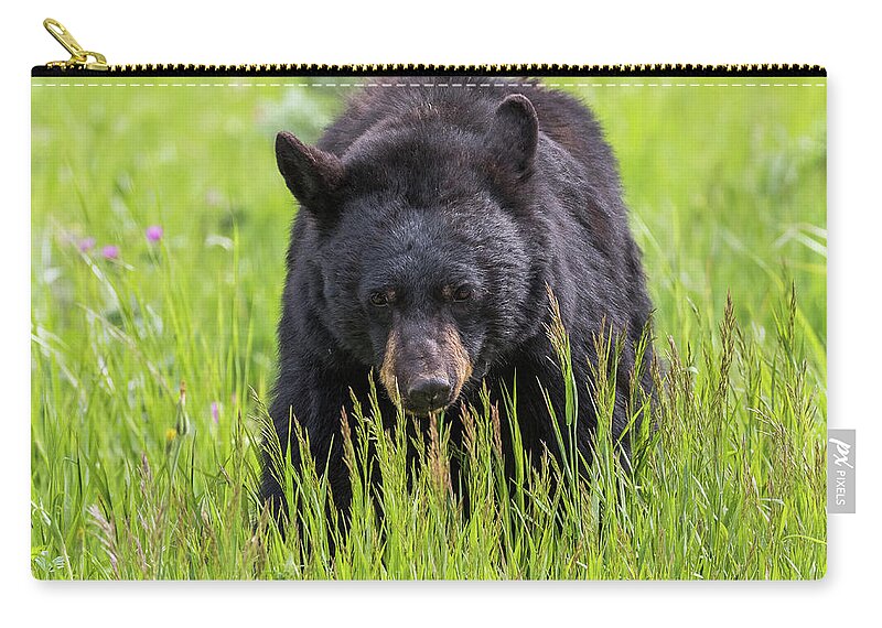 Bear Zip Pouch featuring the photograph Black Bear On The Prowl by Tony Hake