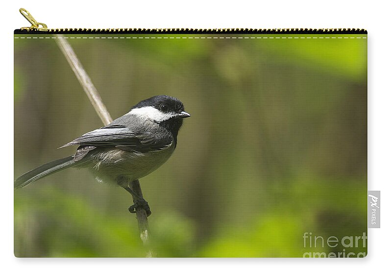 Black-capped Chickadee Zip Pouch featuring the photograph Black-capped Chickadee by Sharon Talson