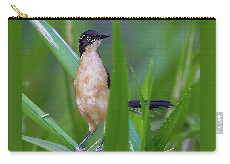 2015 Zip Pouch featuring the photograph Black-capped Donacobius by Jean-Luc Baron