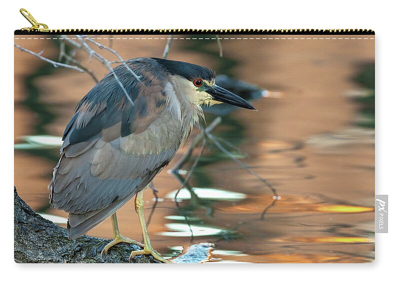 Nycticorax Nycticorax Zip Pouch featuring the photograph Black-crowned Night Heron by Jonathan Nguyen
