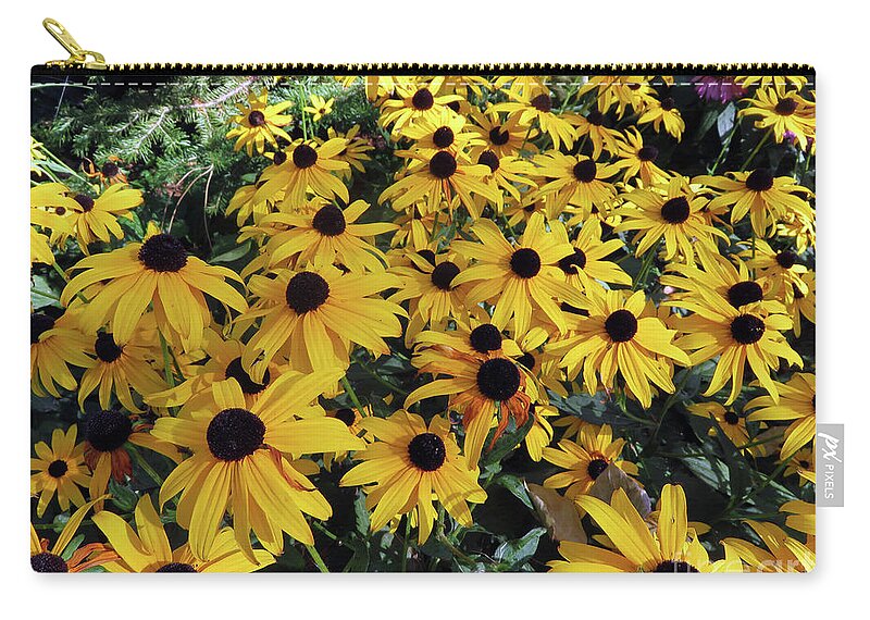 Flower Zip Pouch featuring the photograph Black Eyed Susan by Cindy Murphy - NightVisions