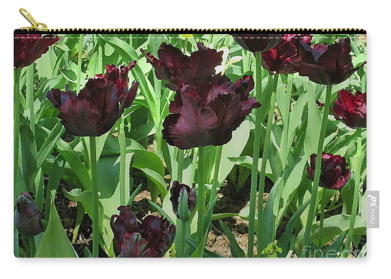 Photography Zip Pouch featuring the photograph Black Magic by Kathie Chicoine
