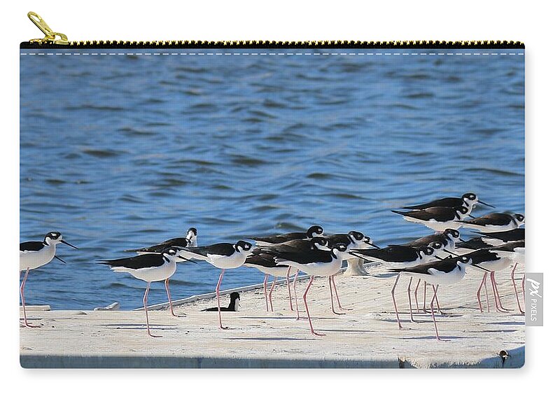 Black Zip Pouch featuring the photograph Black-Necked Stilts - 2 by Christy Pooschke