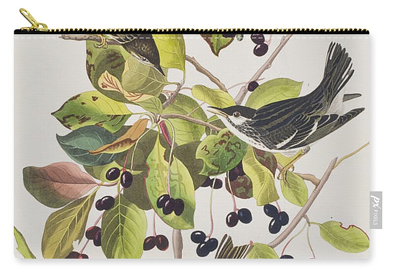 Black Poll Warbler. Black Zip Pouch featuring the painting Black Poll Warbler by John James Audubon