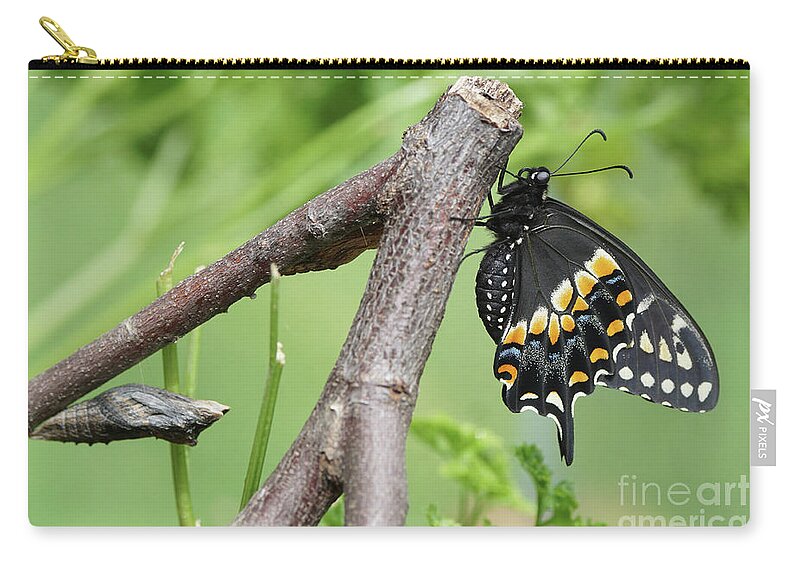 Black Swallowtail Zip Pouch featuring the photograph Black Swallowtail and Chrysalis by Robert E Alter Reflections of Infinity