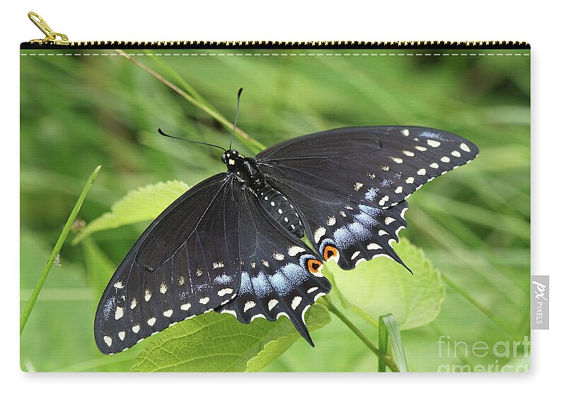 Black Swallowtail Butterfly Zip Pouch featuring the photograph Black Swallowtail Butterfly Basks in the Sun by Robert E Alter Reflections of Infinity
