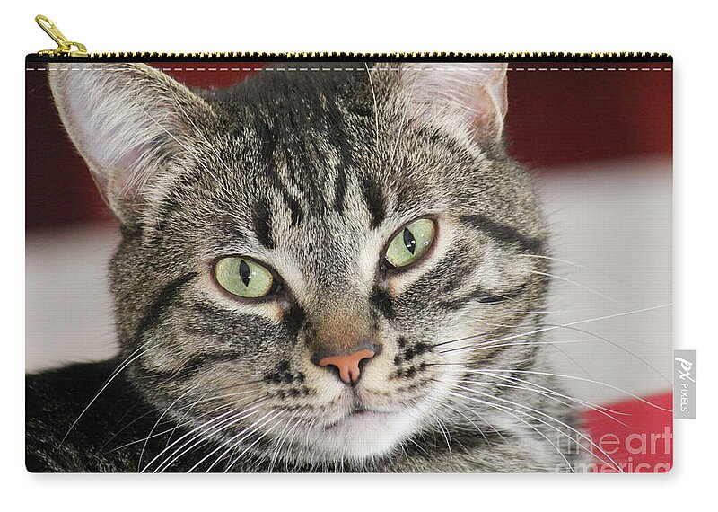 Portrait Zip Pouch featuring the photograph Black Tabby by Donna L Munro