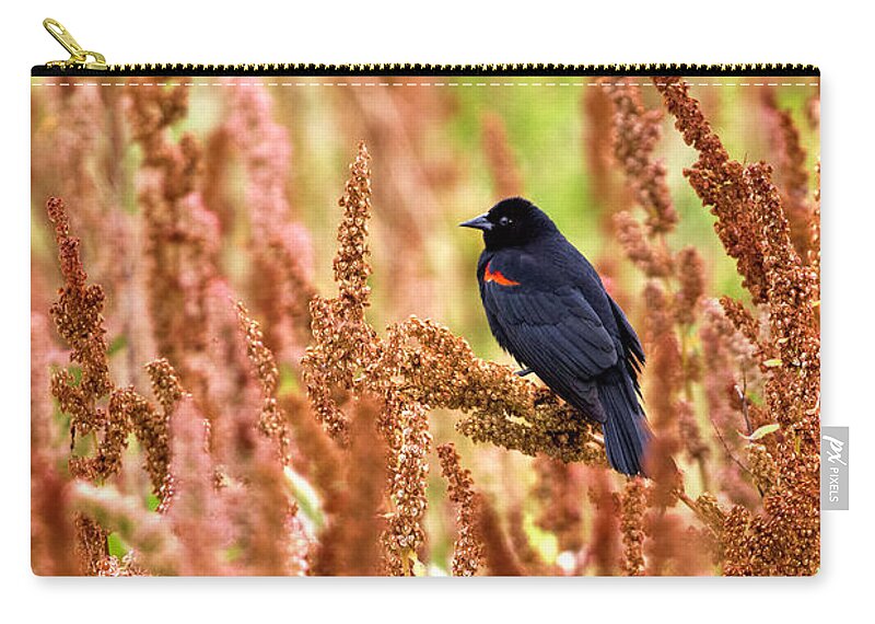 Agelaius Phoeniceus Zip Pouch featuring the photograph Blackbird by Paul Riedinger