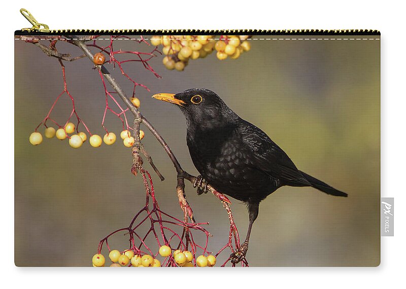 Blackbird Carry-all Pouch featuring the photograph Blackbird Yellow Berries by Pete Walkden