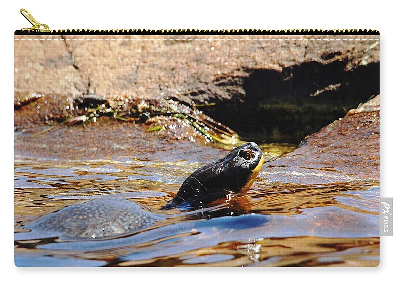 Blanding's Turtle Zip Pouch featuring the photograph Blanding's Turtle by Debbie Oppermann