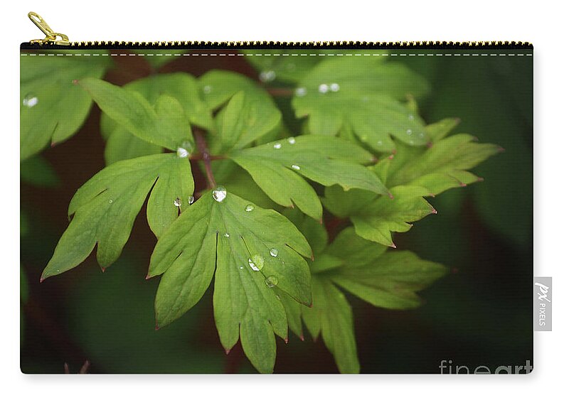 Flowers Zip Pouch featuring the photograph Bleeding Heart Leaves After The Rain by Dorothy Lee