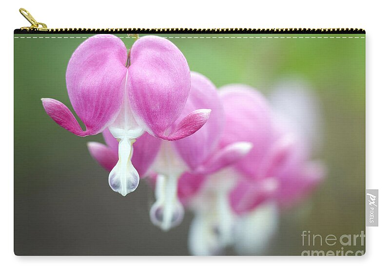 Bleeding Hearts Zip Pouch featuring the photograph Bleeding Hearts by Patty Colabuono