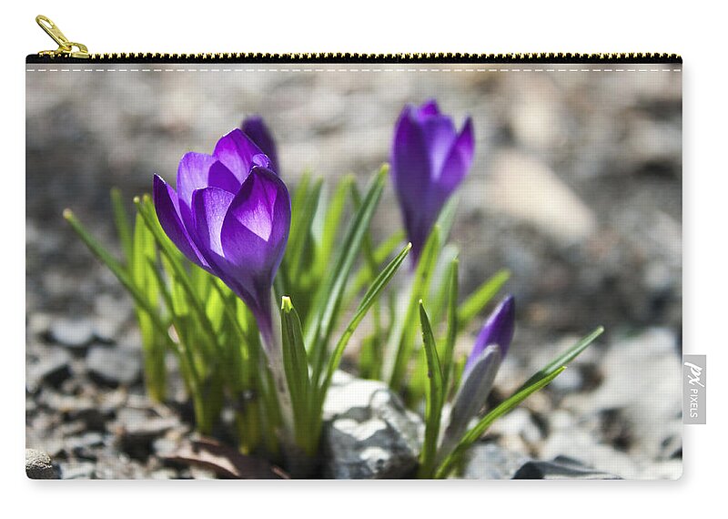 Flower Zip Pouch featuring the photograph Blooming Crocus #1 by Jeff Severson