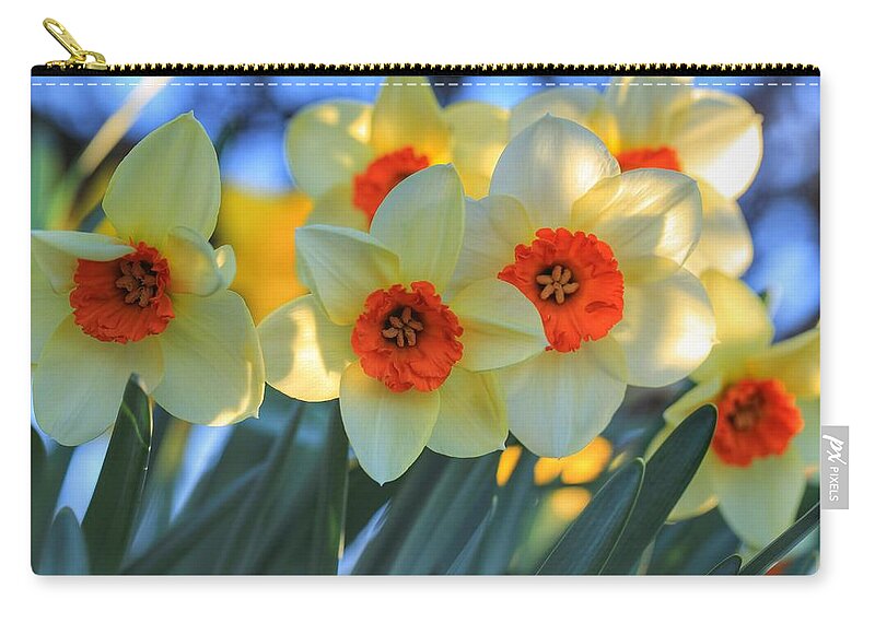 Blooming Daffodils Zip Pouch featuring the photograph Blooming daffodils by Lynn Hopwood