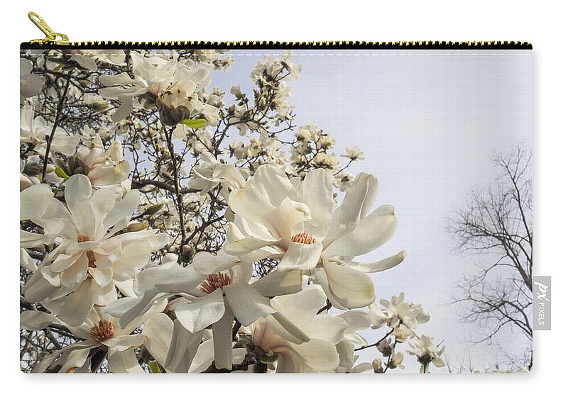 Magnolia Zip Pouch featuring the photograph Blooming Magnolia Stellata Star Magnolia Tree by Marianne Campolongo