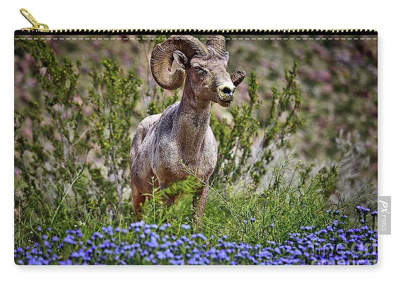 Anza Borrego Desert State Park Zip Pouch featuring the photograph Blooms and Bighorn in Anza Borrego Desert State Park by Sam Antonio