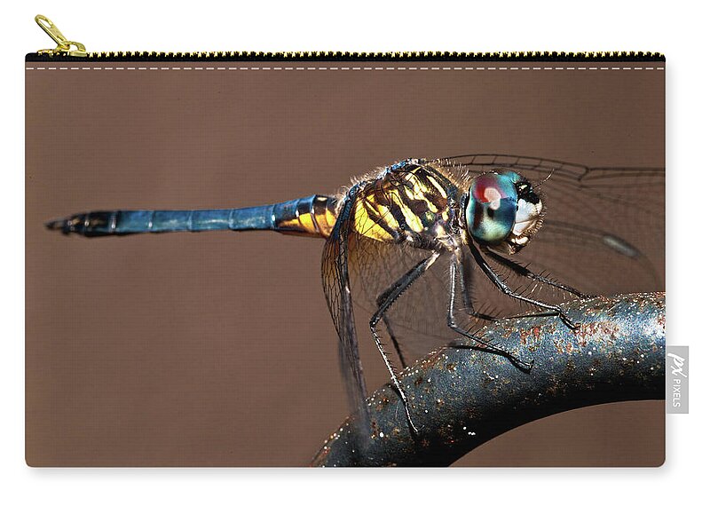 Dragonfly Carry-all Pouch featuring the photograph Blue and Gold Dragonfly by Christopher Holmes