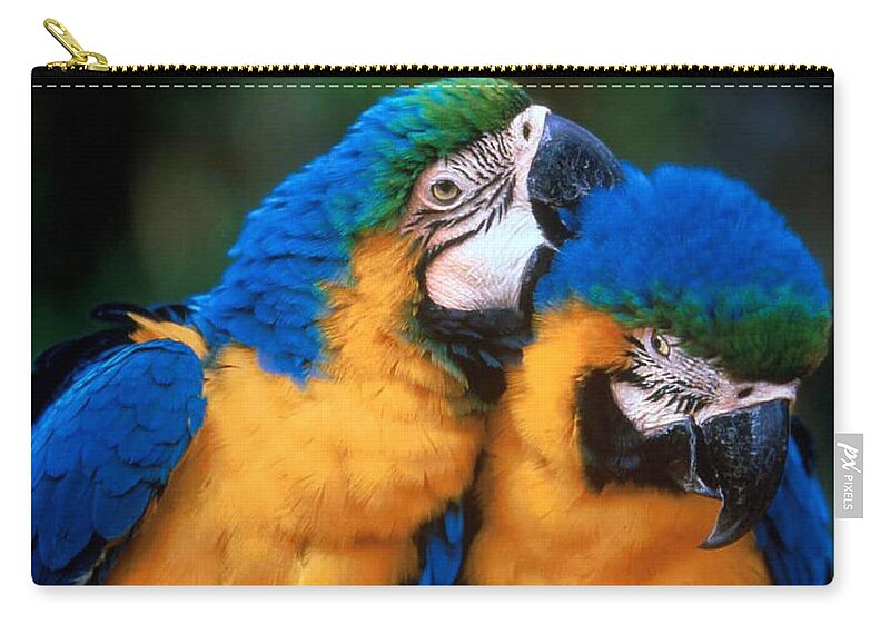 Blue-and-yellow Macaw Zip Pouch featuring the photograph Blue-and-yellow Macaw by Jackie Russo