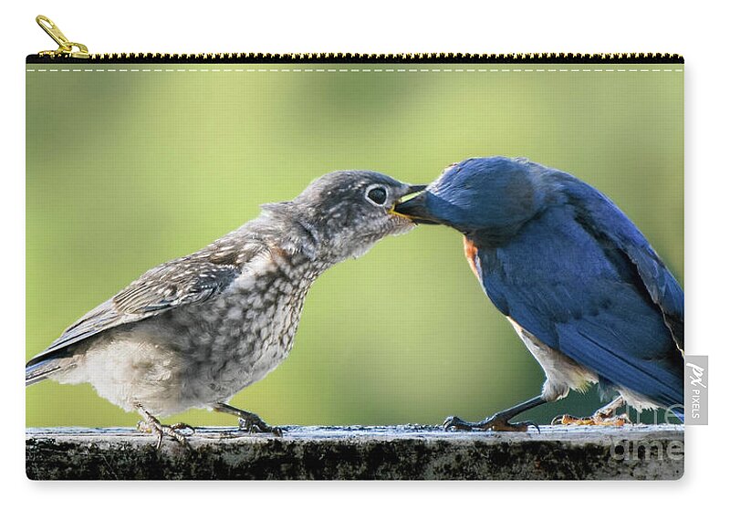 Bluebird Zip Pouch featuring the photograph Blue Breakfast by Amy Porter