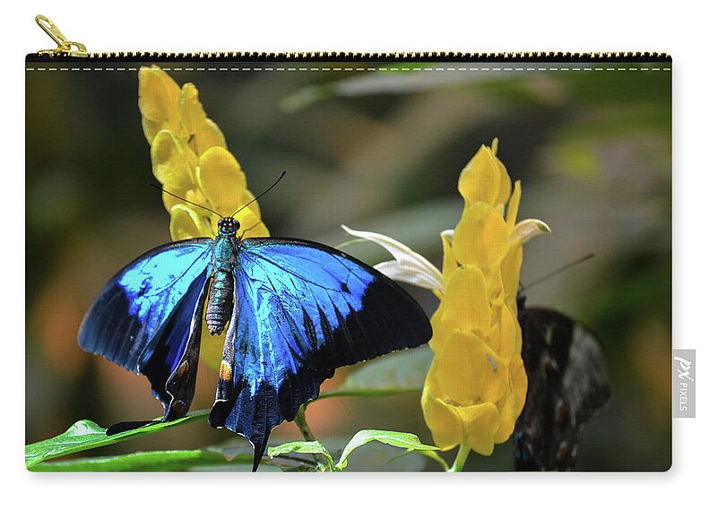 Blue Zip Pouch featuring the photograph Blue Beauty Butterfly by Brad Thornton