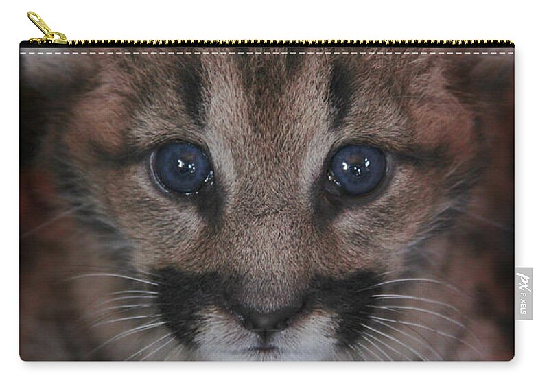 Cat Zip Pouch featuring the photograph Blue Eyed Baby by Becqi Sherman