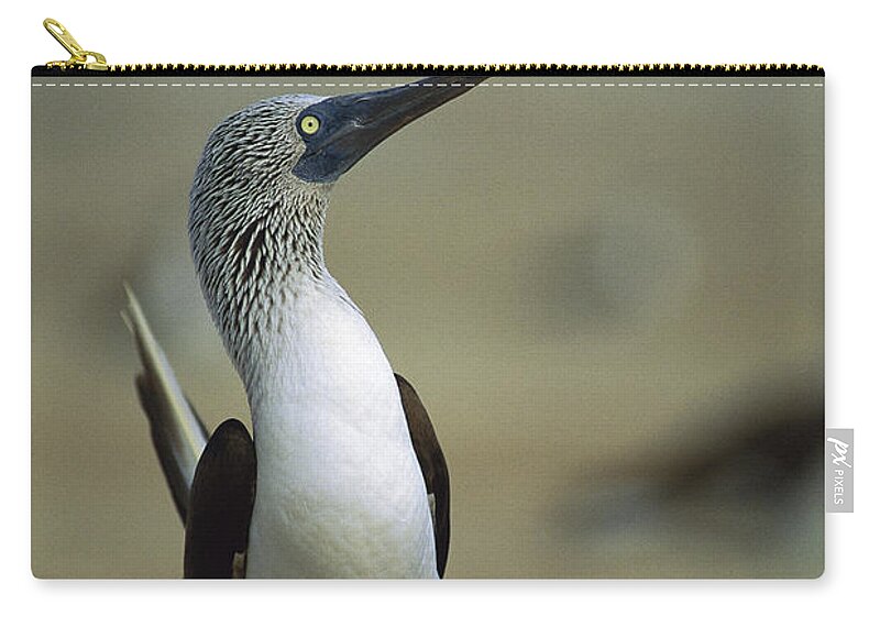 00140218 Zip Pouch featuring the photograph Blue-footed Booby Sula Nebouxii by Tui De Roy
