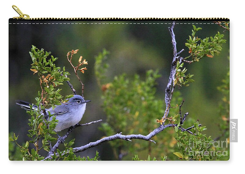 Blue-gray Gnatcatcher Zip Pouch featuring the photograph Blue-gray gnatcatcher by Paula Guttilla