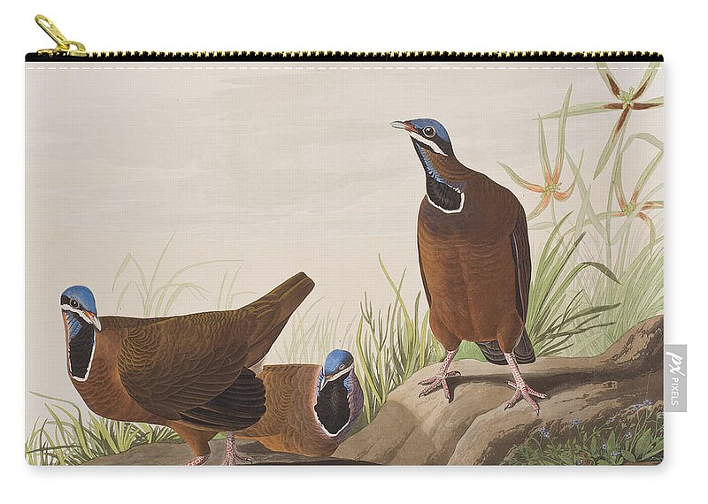 Blue-headed Pigeon Zip Pouch featuring the painting Blue Headed Pigeon by John James Audubon