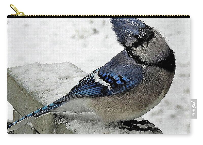 Blue Jay Zip Pouch featuring the photograph Blue Jay Begging for Another Peanut on a Snowy Day by Linda Stern