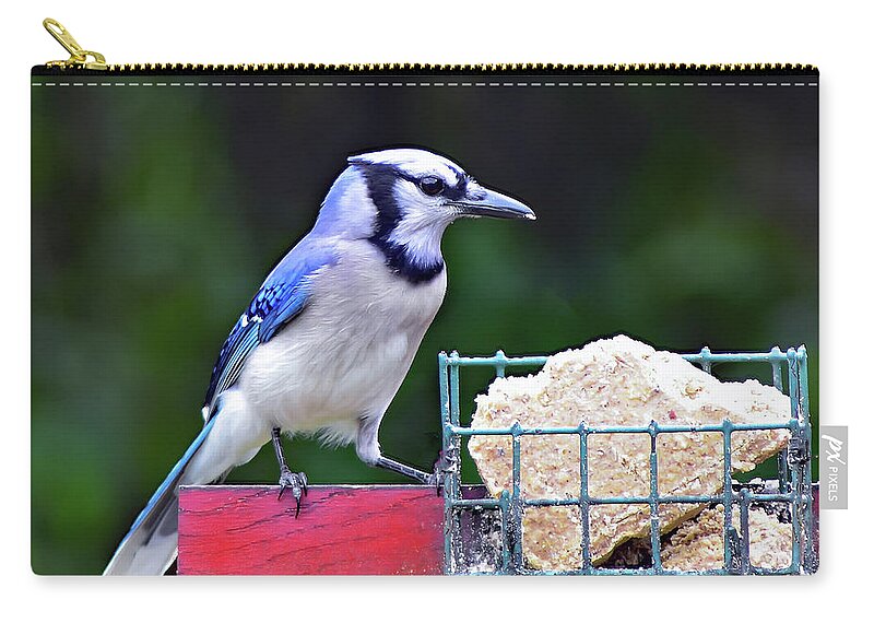 Bird Carry-all Pouch featuring the photograph Blue Jay - Cyanocitta Cristata by DB Hayes