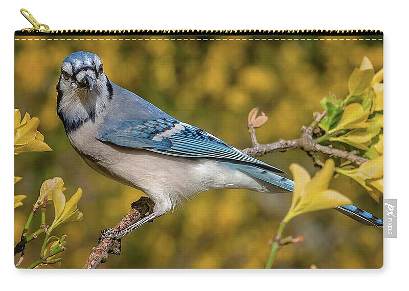 Alexandria Zip Pouch featuring the photograph Blue Jay in Yellow Spring by Jim Moore