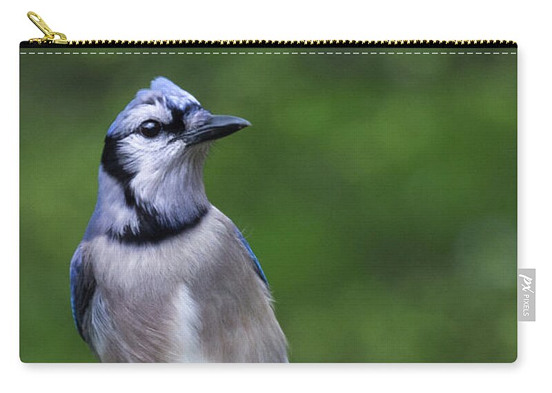 Spring Zip Pouch featuring the photograph Blue Jay on Alert by John Benedict