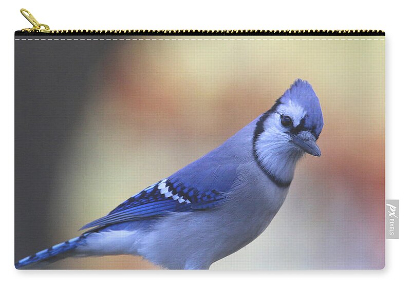 Blue Jay Zip Pouch featuring the photograph Blue by Living Color Photography Lorraine Lynch