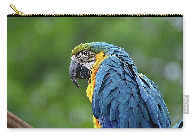Macaw Zip Pouch featuring the photograph Blue Macaw by Ronda Ryan