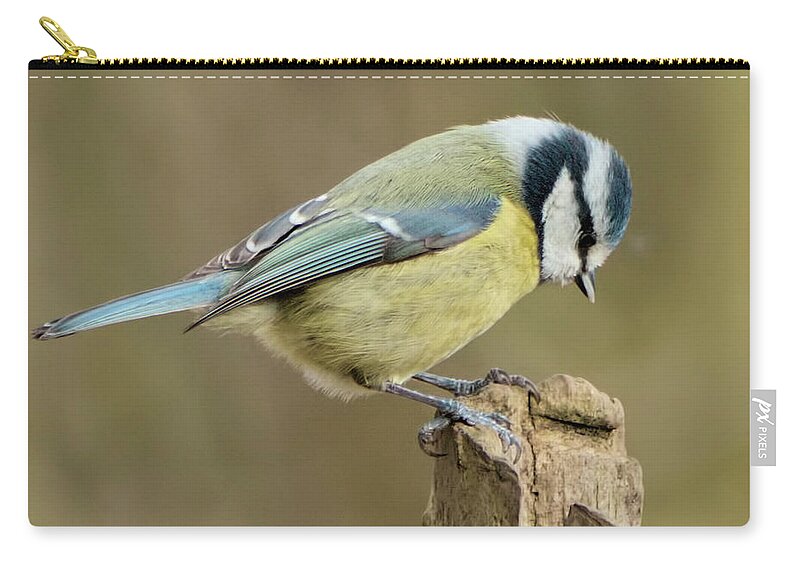 Bird Carry-all Pouch featuring the photograph Blue Tit 2 by Baggieoldboy