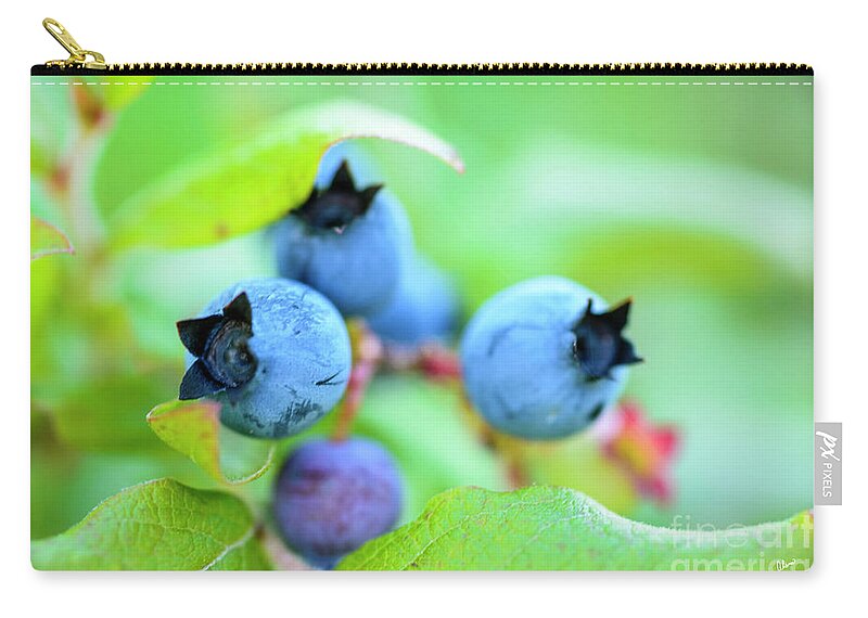 Maine Wild Blueberries Zip Pouch featuring the photograph Blueberries Up Close by Alana Ranney