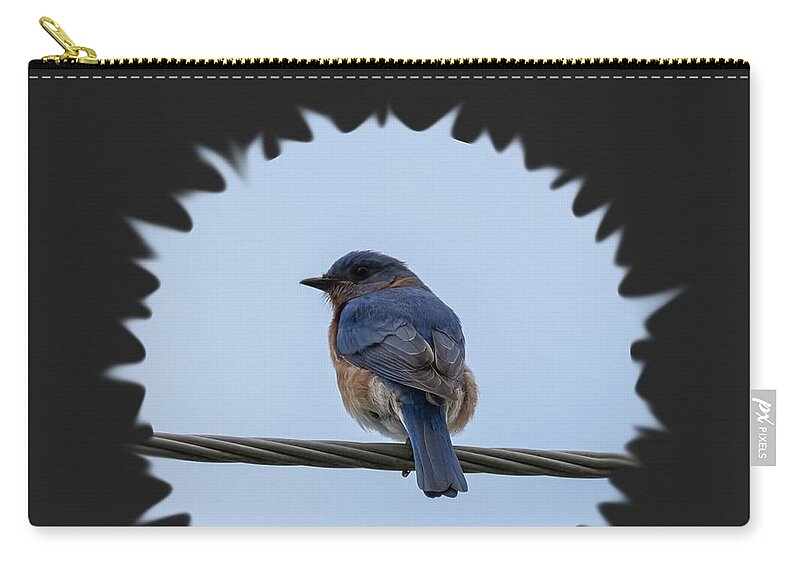 Eastern Bluebird Zip Pouch featuring the photograph Bluebird by Holden The Moment