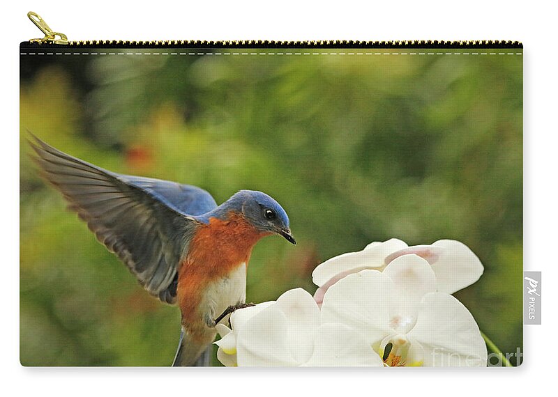 Bluebird Zip Pouch featuring the photograph Bluebird Landing on Orchid by Luana K Perez