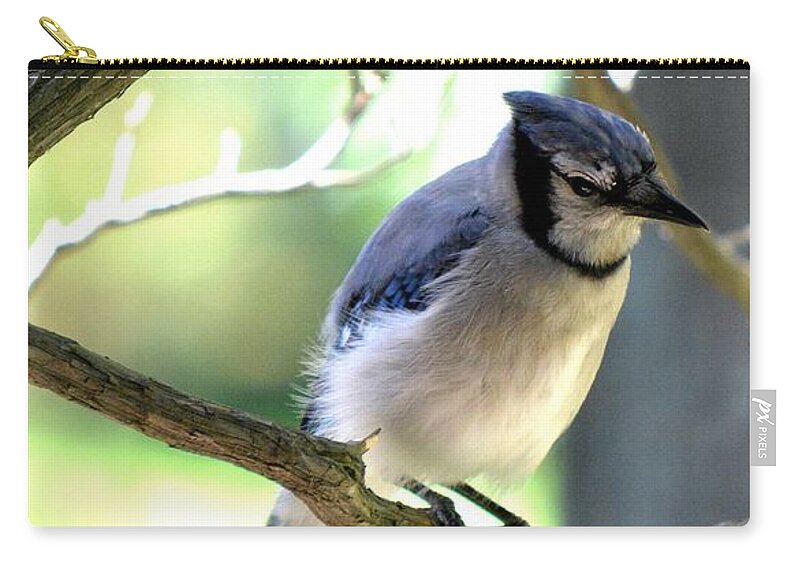 Bluejay Carry-all Pouch featuring the photograph Bluejay by Dani McEvoy