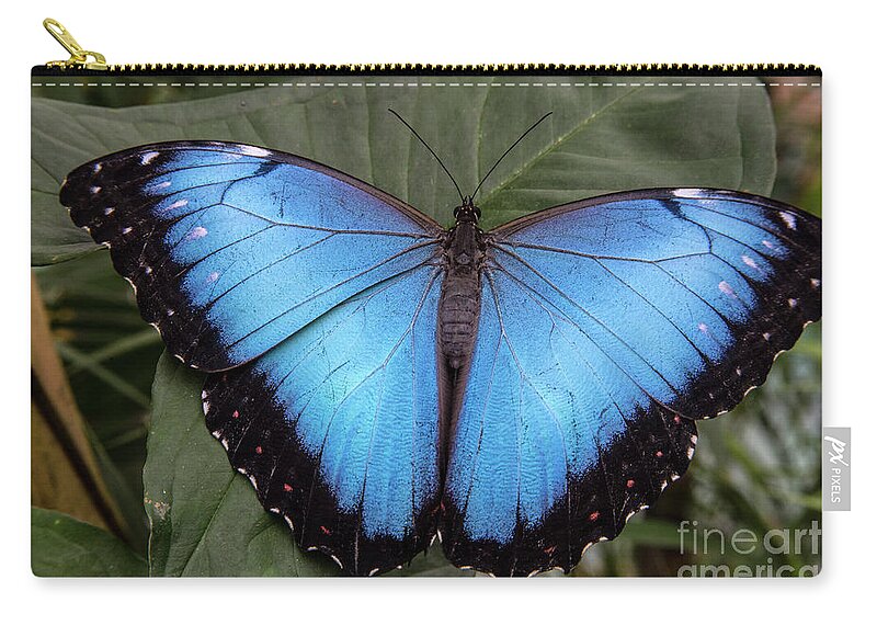 Jungle Zip Pouch featuring the photograph Blue Morph by Kathy McClure