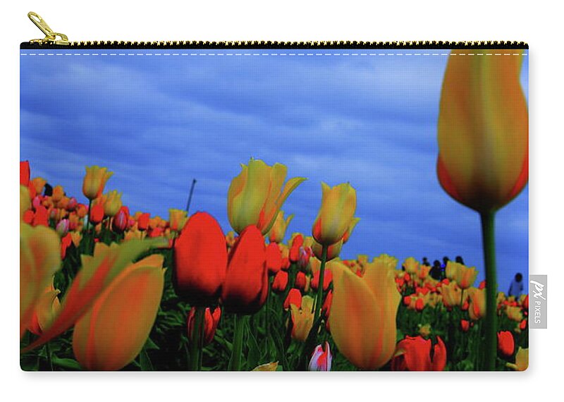 Tulips Zip Pouch featuring the photograph Blushing Beauty's by Douglas Berg