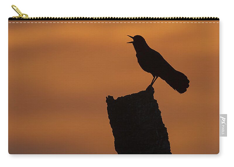 Boat-tailed Zip Pouch featuring the photograph Boat-tailed Grackle at Sunset by David Watkins