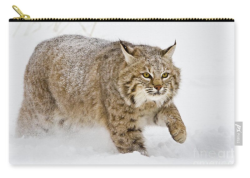 Bobcat Zip Pouch featuring the photograph Bobcat in Snow by Jerry Fornarotto