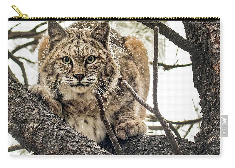 Categories Carry-all Pouch featuring the photograph Bobcat in Winter by Dawn Key
