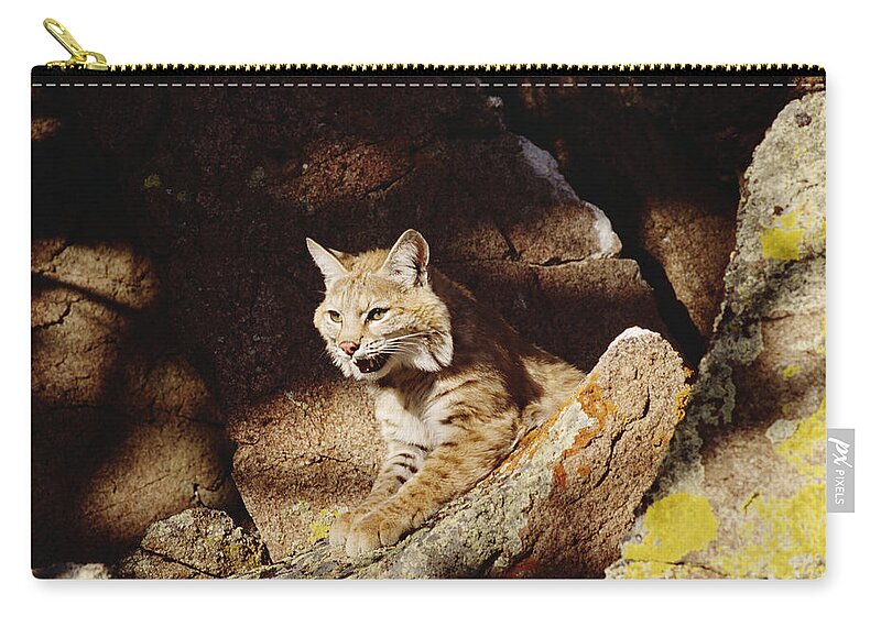 Mp Zip Pouch featuring the photograph Bobcat Lynx Rufus Portrait On Rock by Gerry Ellis