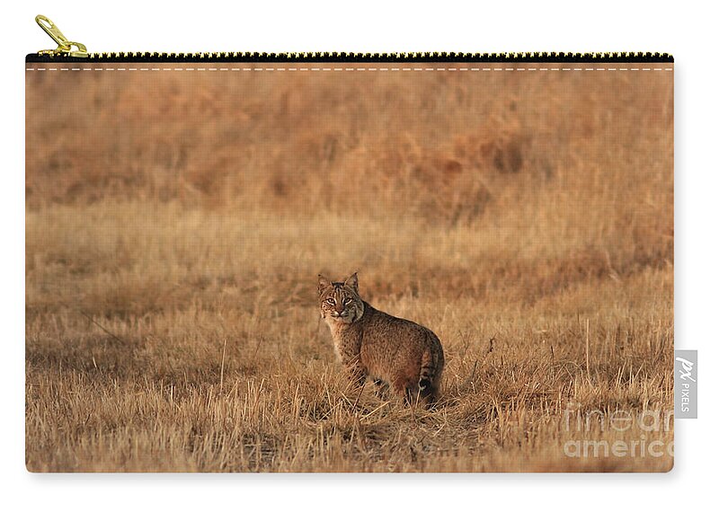 Bobcat Zip Pouch featuring the photograph Bobcat by Thomas Danilovich